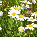 ���� ������, ������, 54 ���� - ��������� 19 ������ 2013 � ������ �NEW�