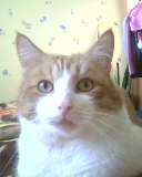 ���� �����, ������, 53 ���� - ��������� 8 ���� 2010 � ������ ���� ���.�