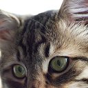  ,  -  3  2010    ,, ۻ