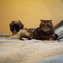 ���� ����, �����-���������, 41 ��� - ��������� 20 ����� 2011 � ������ ���� � �����