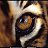 ���� �����, �������, 40 ��� - ��������� 8 ��� 2012