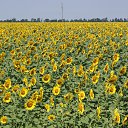 ���� Viktor, �������� ����, 73 ���� - ��������� 5 �������� 2012 � ������ ������� 2012.�