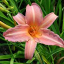 ���� ���������, �����, 50 ��� - ��������� 22 ������ 2010