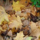 ���� �����, �������, 44 ���� - ��������� 27 ������� 2009 � ������ �������