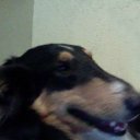 Sami My dog �� ������� ���� ����������