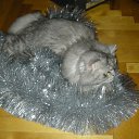 ���� Svetlanas, ���������, 47 ��� - ��������� 7 ���� 2010 � ������ ���� �������