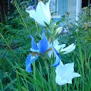  Irixa, , 57  -  30  2009   