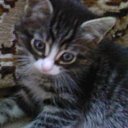 ���� ������, ���� - ��������� 3 �������� 2010 � ������ �������