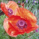 ���� ����)), �����, 40 ��� - ��������� 21 ������ 2009 � ������ ���� �����)�