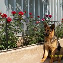  ,  -  18  2012      Ȼ