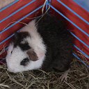 ���� ������-������� ��� ���� �����, ��������, 85 ��� - ��������� 11 ����� 2010 � ������ ���� ��������!�