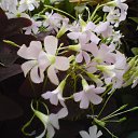  Irixa, , 57  -  30  2009   