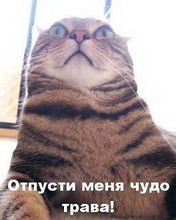 ���� ���������, ����, 35 ��� - ��������� 21 ������ 2012