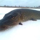 ���� ���������- ���� �������� !!, ������ - ��������� 4 ������� 2013 � ������ �04.02 2013�