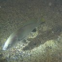 ���� �����, ���������, 48 ��� - ��������� 21 ������� 2012 � ������ ���� ����������