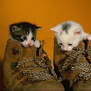 ���� ������, �����, 50 ��� - ��������� 5 ������ 2011