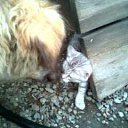 ���� Joy, ����� - ��������� 28 ���� 2010