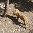 ���� ���������, ���������, 43 ���� - ��������� 20 ������� 2009 � ������ ���� ������������ ����