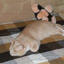 ���� �������, ������� �����, 68 ��� - ��������� 6 ������� 2011 � ������ ���� "���������"�