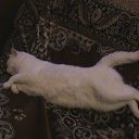 ���� ���������, ������ - ��������� 11 ������ 2009 � ������ ���� �����