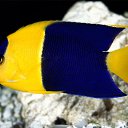 ���� ����� - ���������� ��������!!!, �����������, 56 ��� - ��������� 12 ������ 2010 � ������ ������