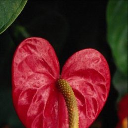 ���� ������, ���-����, 28 ��� - ��������� 17 ������� 2009