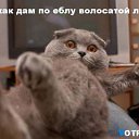 ���� ��������, ������, 36 ��� - ��������� 2 ������� 2010 � ������ ���� �������