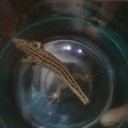 ���� ���� ��, �������, 49 ��� - ��������� 29 ���� 2011 � ������ ���� ���.�