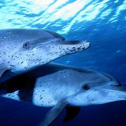 ���� �������, ���������, 48 ��� - ��������� 18 ������� 2012