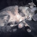 ���� Xorston, ������� - ��������� 7 ������� 2010