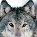 ���� �����, �����������-��-�����, 37 ��� - ��������� 21 ��� 2013 � ������ ���� ����������