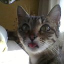 ���� �������� ���� �� ������� ����� ��� ������������