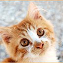   (Paolo Genua),  -  29  2009    