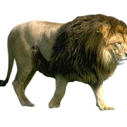 ����, �����, 45 ���