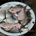 ���� �������, ������, 51 ��� - ��������� 15 ��� 2012 � ������ ���� ����������