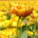 ���� ����� - ���������� ��������!!!, �����������, 56 ��� - ��������� 21 ������ 2010 � ������ ��������ۻ