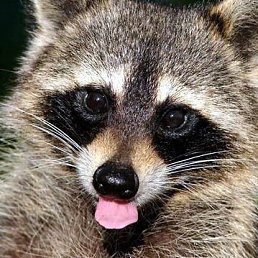 ����, ���������