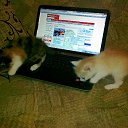 ���� ���������, ����, 53 ���� - ��������� 8 ����� 2012 � ������ ������