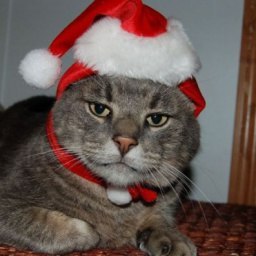 �����, �����-���������, 69 ���