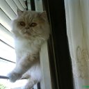  Tiger,  -  30  2010     !!!
