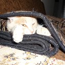 ���� ������, ���� - ��������� 3 �������� 2010 � ������ �������