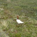 ���� ���������, �����-���������, 55 ��� - ��������� 18 ���� 2012 � ������ ��� �� ������