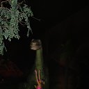   -  !), -, 53  -  17  2013    ɻ