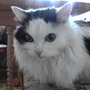 ���� �������, ������, 74 ���� - ��������� 10 ����� 2010 � ������ ���������