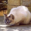 ���� Ageres-brutaali, ���������, 45 ��� - ��������� 19 ������� 2010 � ������ �������