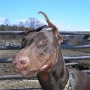 ���� �����, ������, 46 ��� - ��������� 9 ���� 2012