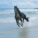 ���� ����������, ������������, 52 ���� - ��������� 9 ���� 2012