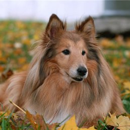 �������, ���������, 33 ����