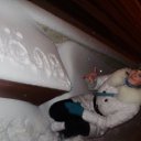 ���� ˸��, ����������, 37 ��� - ��������� 6 ����� 2011 � ������ ���� ����������