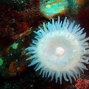 ���� ������, ������, 60 ��� - ��������� 4 ����� 2012 � ������ �� ������� ���������